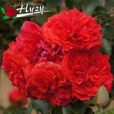 Debiutancki singiel grzegorza hyżego, finalisty 3. Roze Parkowe Sadzonki Rozeogrodowe Pl Szkolka Grzegorz Hyzy In 2021 Flowers Rose Plants