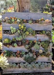 Pin By Lissys Konigliche Hundekekse On Projects Garden Succulent Landscaping Succulents Succulent Landscape Design