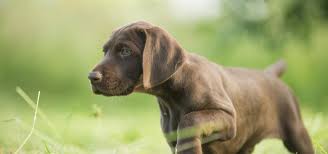 Vorstehhunde Deutscher Jagdverband