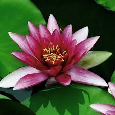 Image result for Lotus wildii