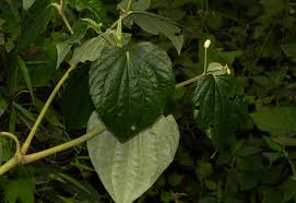 Image result for Piper capense