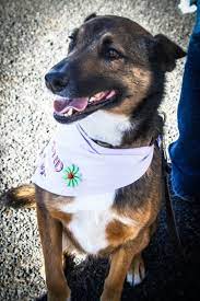 I know her mom is an australian kelpie mix. Dogsandpupsdaily Australian Kelpie Cute Animals German Shepherd Mix