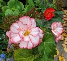 Summer isn't the only time when you can see beautiful flowers all around you! November Flowers What Blossoms In Spain When The Sun Takes Its Hat Off
