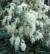 The pacific northwest tree octopus is an internet hoax created in 1998 by a humor writer under the pseudonym lyle zapato. Oceanspray Holodiscus Discolor Deciduous Perennial To 16 Tall Dry To Moist Open Sights Or Under High Branched Evergreen Outside Plants Plants Native Plants