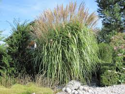 Image result for Miscanthus