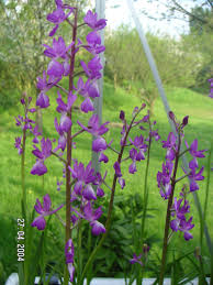 Image result for Scleria laxiflora