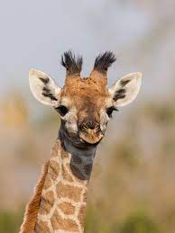 Baby Giraffes Inherit Their Spots From Mom