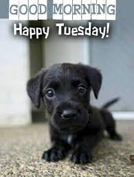 Animal quotes and images for tuesday. Funny Good Morning Images Quotes Good Morning Friends Happy Tuesday Facebook