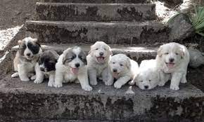 Litter Of 5 Border Collie Great Pyrenees Mix Puppies For Sale In Weaverville Ca Adn 33789 On Puppyfinder Com Gender Pyrenees Puppies Great Pyrenees Puppies