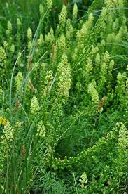 Image result for Resedaceae