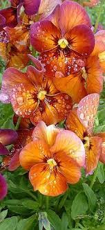 Flowers Flowers Flowers Pansies Flowers Beautiful Flowers Amazing Flowers