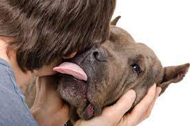 Info For Pet Parents Why Does My Dog Lick My Ears Ultimate Pet Nutrition