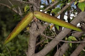 Image result for Strophanthus amboensis