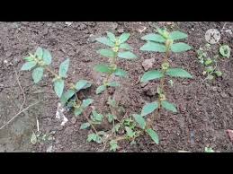 Di indonesia kita bisa menemukan buah ara dijual dalam keadaan segar ataupun dalam bentuk kering. Khasiat Daun Ara Tanah Yang Harus Di Ketahui Youtube