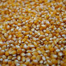Baby corn grown in my garden in freo, western australia. Popping Corn 25kg