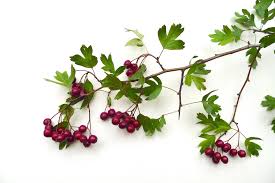 Although covid restrictions for vaccinated individuals have been lifted, masks will remain mandatory for all patients/visitors coming into hawthorn facilities. Plant Feature Hawthorn Crataegus Spp Pacific Rim College