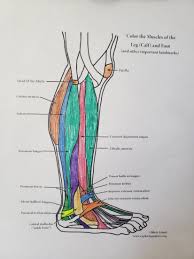 Trapezius muscles are the site of many a sore spot. Fun With Foot Anatomy