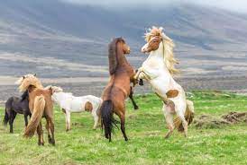 It is believed that european horses also started with five gaits but lost two. Icelandic Horses A Spirited And Noble Breed Camping Iceland