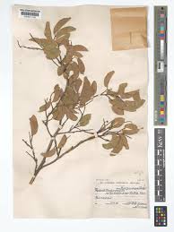 Image result for Pseudolachnostylis