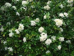 Image result for Murraya paniculata