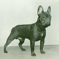 This website is designed and dedicated to the french bulldog. French Bulldog Dog Breed Information