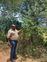 Image result for Warburgia