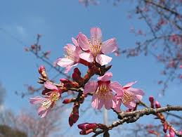 Check spelling or type a new query. Prunus Campanulata Okame Flowering Cherry