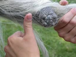 Equine Melanoma Vaccines The Horse