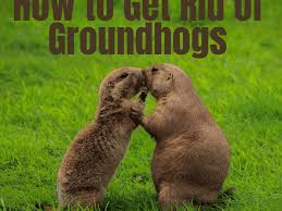 I'd like to increase the size of my vegetable garden, but i have a significant groundhog problem. 12 Effective Ways To Get Rid Of Groundhogs For Good Dengarden