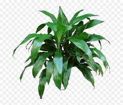 Why invest in indoor plants? Big Indoor Plants Long Leaves Hd Png Download Vhv