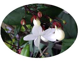 Image result for Clerodendrum silvanum