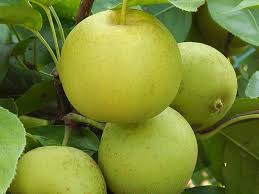 Image result for Pyrus pyrifolia