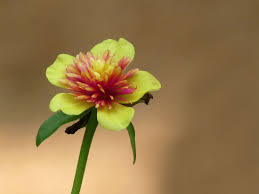 Image result for Portulaca kermesina