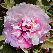 Fiori rossi simili alle rose. Peonie Tutti I Nostri Consigli Di Messa A Dimora Potatura E Manutenzione