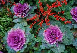 Solved 8 Flowers Sure To Bloom In Winter Winter Flowers Winter Plants Growing Winter Vegetables