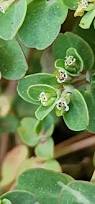 Image result for Euphorbia serpens