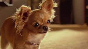 Pin On Beverly Hills Chihuahua 3