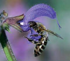 The role of the bee bees are thought to be one of the first intentional pollinators that coincided with flowering plants dated back to 120 million years ago. Salvia Pratensis Flower Laterally Cut Open To Show The Interaction Of Download Scientific Diagram