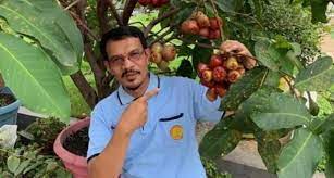 Namun ada cara yang lebih mudah dan pastinya menghasilkan pohon dengan kualitas bibit unggul. Budidaya Tabulampot Sehat Dan Menguntungkan