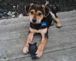 - Virginia German Shepherd Rescue - ADOPTIONS - Rescue Me!