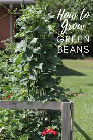 Pole beans are easier to harvest, are faster and result in a larger yield of beans. How To Grow Pole Beans A Complete Guide Growing Green Beans Planting Vegetables Growing Vegetables