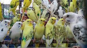 Like many other domesticated birds, parakeets can mimic sounds and be taught to talk. Budgies For Sale At Ramaasre Pet Shop Haldwani Nainital Youtube