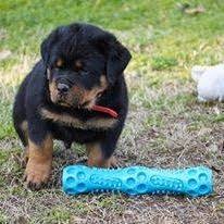 We carry the bloodlines of such greats as: Rottweiler Puppies For Kids Adults Home Facebook