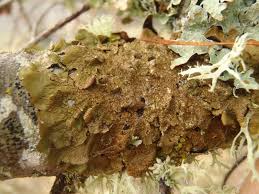 Image result for Scleria globonux