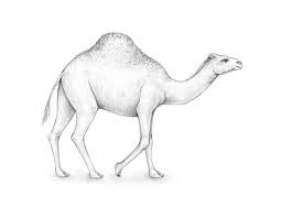 I used titi oil pastels & staedtler colour pencil in this drawing. How To Draw A Camel