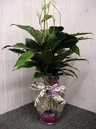 Whether it's natural or plastic plants, choosing the right plant will help your fish live longer and happier. Scales Tails Wings And Things Betta Myths Debunked