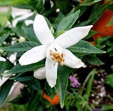 Image result for Citrus × aurantium