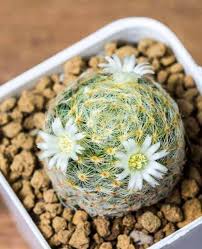 I live in utah and they're in a greenhouse where just every two weeks or so is fine in spring and summer. The Mammillaria Species As Well As Other Smaller Cactus Species Can Live Without Problems During The Whol Succulent Care How To Water Succulents Succulent Soil