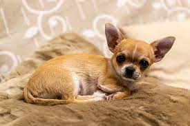 589 free images of chihuahua. Chihuahua Dog Pictures Download Free Images On Unsplash