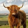 Escocia » 16 platos de comida típica escocesa. Https Encrypted Tbn0 Gstatic Com Images Q Tbn And9gctxaey7ynrasknajyl888k Vasc Hnoy7pdez44aryxn7bixuuh Usqp Cau